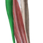 Musculus fibularis longus