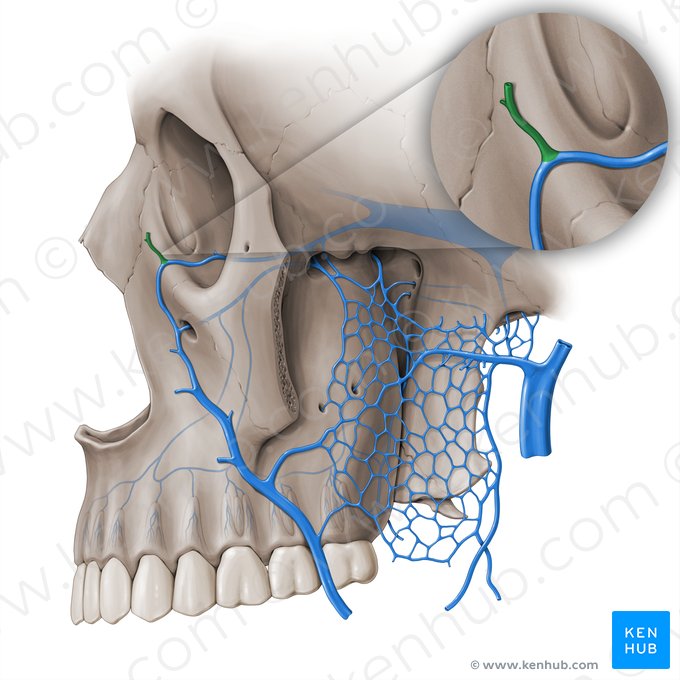 Vena angular (Vena angularis); Imagen: Paul Kim