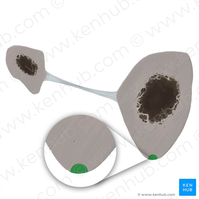 Borda anterior da tíbia (Margo anterior tibiae); Imagem: Tal Bavli Ziv