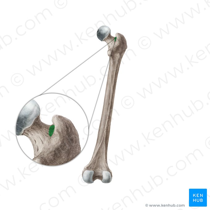 Trochanteric fossa of femur (Fossa trochanterica ossis femoris); Image: Liene Znotina