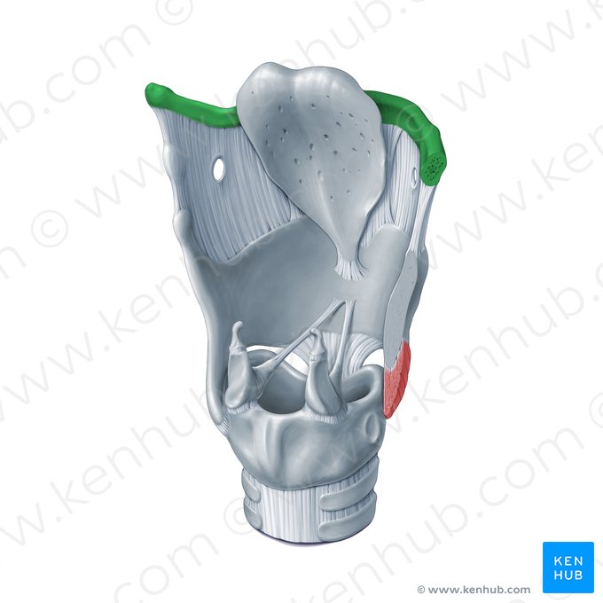 Hyoid bone (Os hyoideum); Image: Paul Kim