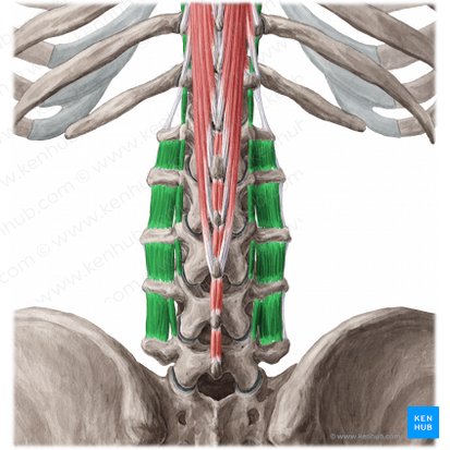 Músculos intertransversos lumbares (Musculi intertransversarii lumborum); Imagen: Yousun Koh