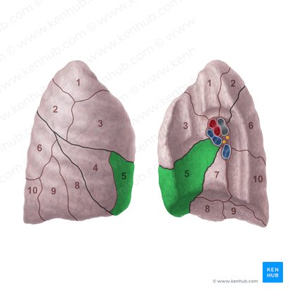 Medial segment of right lung (Segmentum mediale pulmonis dextri); Image: Paul Kim