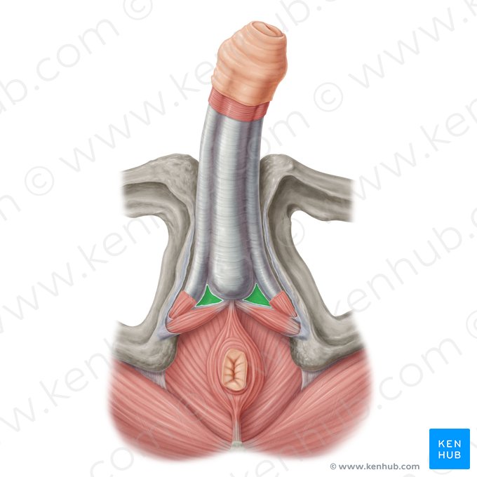 Membrana perineal (Membrana perinei); Imagem: Samantha Zimmerman