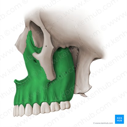 Hueso maxilar (Maxilla); Imagen: Paul Kim