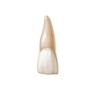 Incisors: Structure and function