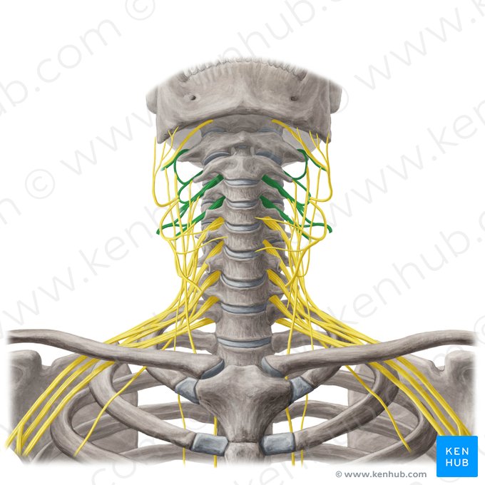Cervical plexus (Plexus cervicalis); Image: Yousun Koh