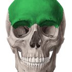 Frontal bone