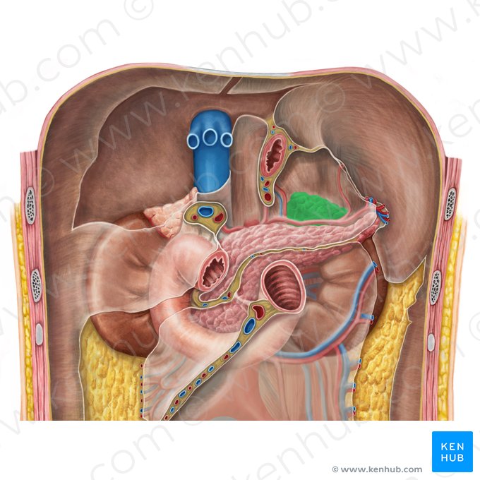 Left suprarenal gland (Glandula suprarenalis sinistra); Image: Irina Münstermann