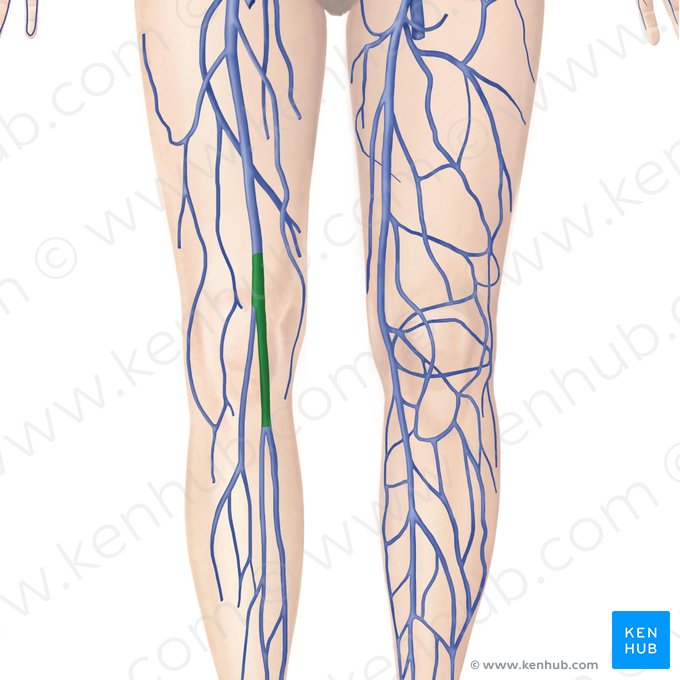 Popliteal vein (Vena poplitea); Image: Begoña Rodriguez