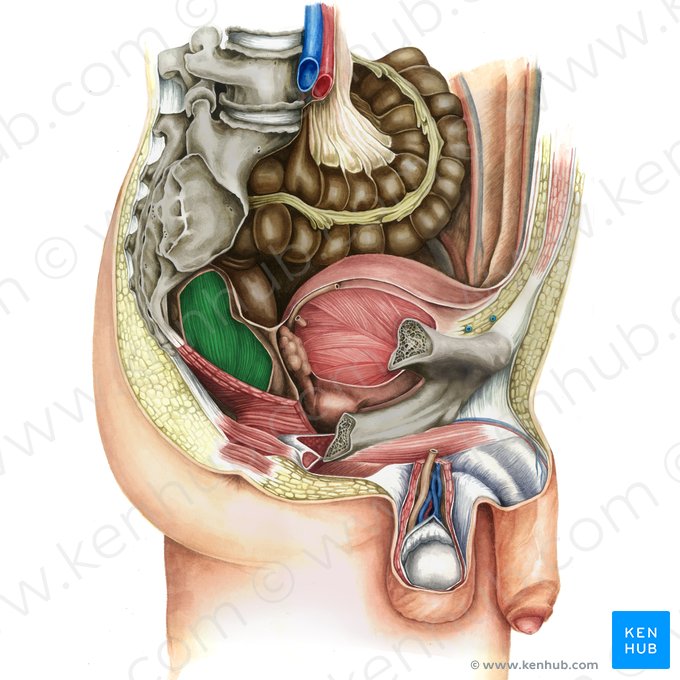 Rectum (Mastdarm); Bild: Irina Münstermann