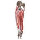 Muscles of the anterior thigh