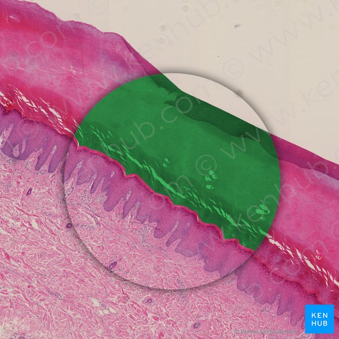 Camada queratinizada da epiderme (Stratum corneum epidermis); Imagem: 