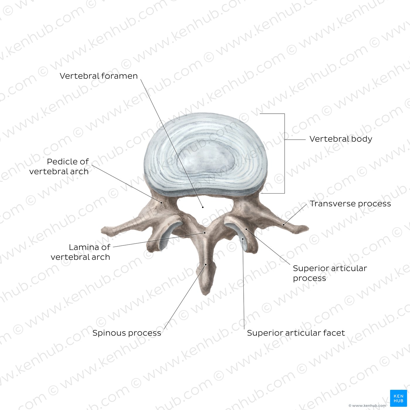 Anatomy of the typical lumbar vertebra (diagram)