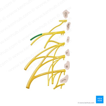 Iliohypogastric nerve (Nervus iliohypogastricus); Image: Begoña Rodriguez