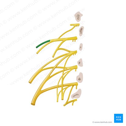 Iliohypogastric nerve (Nervus iliohypogastricus); Image: Begoña Rodriguez