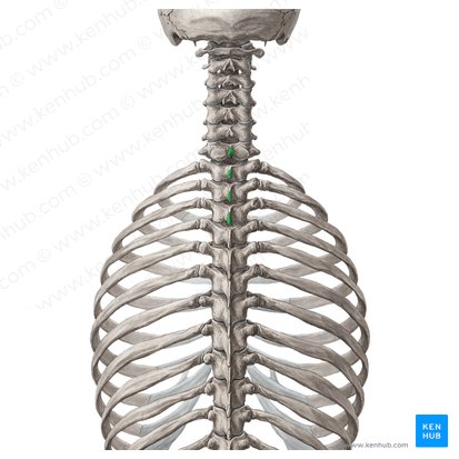 Spinous processes of vertebrae C7-T3 (Processus spinosi vertebrarum C7-T3); Image: Yousun Koh