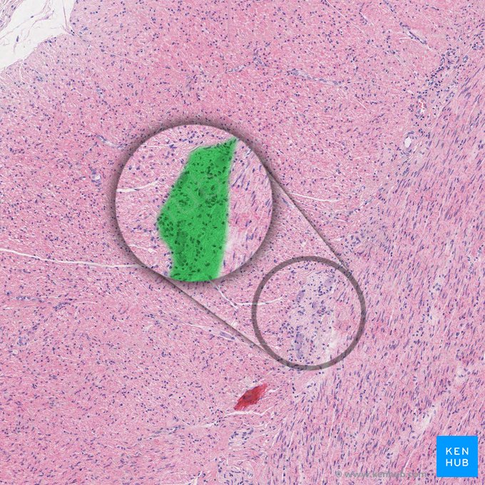 Plexo mioentérico (de Auerbach) (Plexus myentericus); Imagem: 
