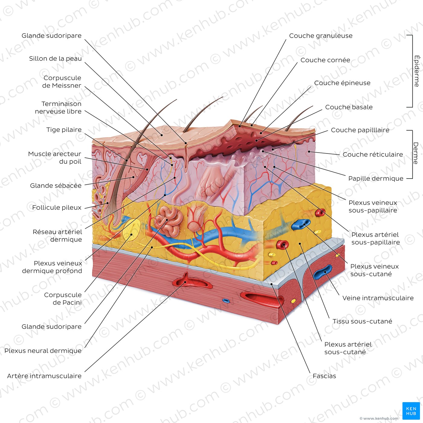 Structure histologique de la peau (schéma)