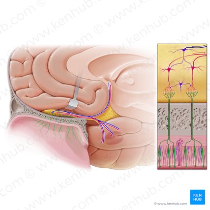 Olfactory fiber bundles (Fila olfactoria); Image: Paul Kim