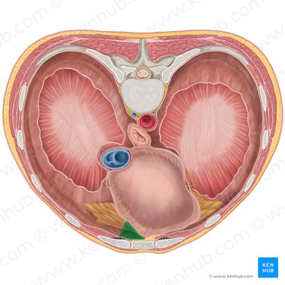 Receso costomediastínico derecho (Recessus costomediastinalis dexter); Imagen: Brendon Farley