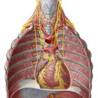 Innervation of the heart