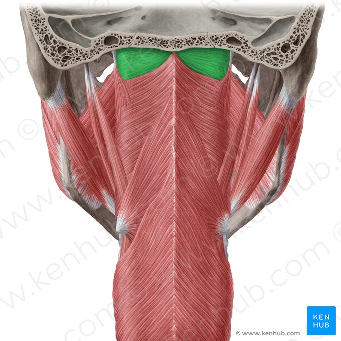 Pharyngobasilar fascia (Fascia pharyngobasilaris); Image: Yousun Koh