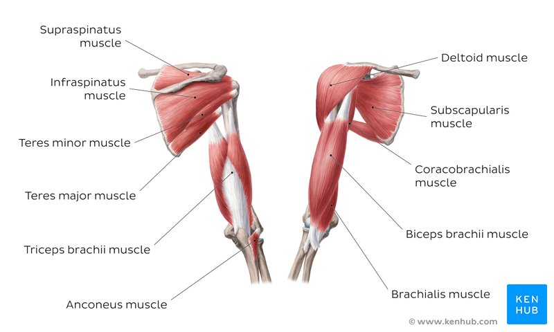 Labeled diagram showing the muscles of the arm and shoulder 