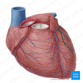 Left marginal branch of circumflex artery of heart (Ramus marginalis sinister arteriae circumflexae cordis); Image: Yousun Koh