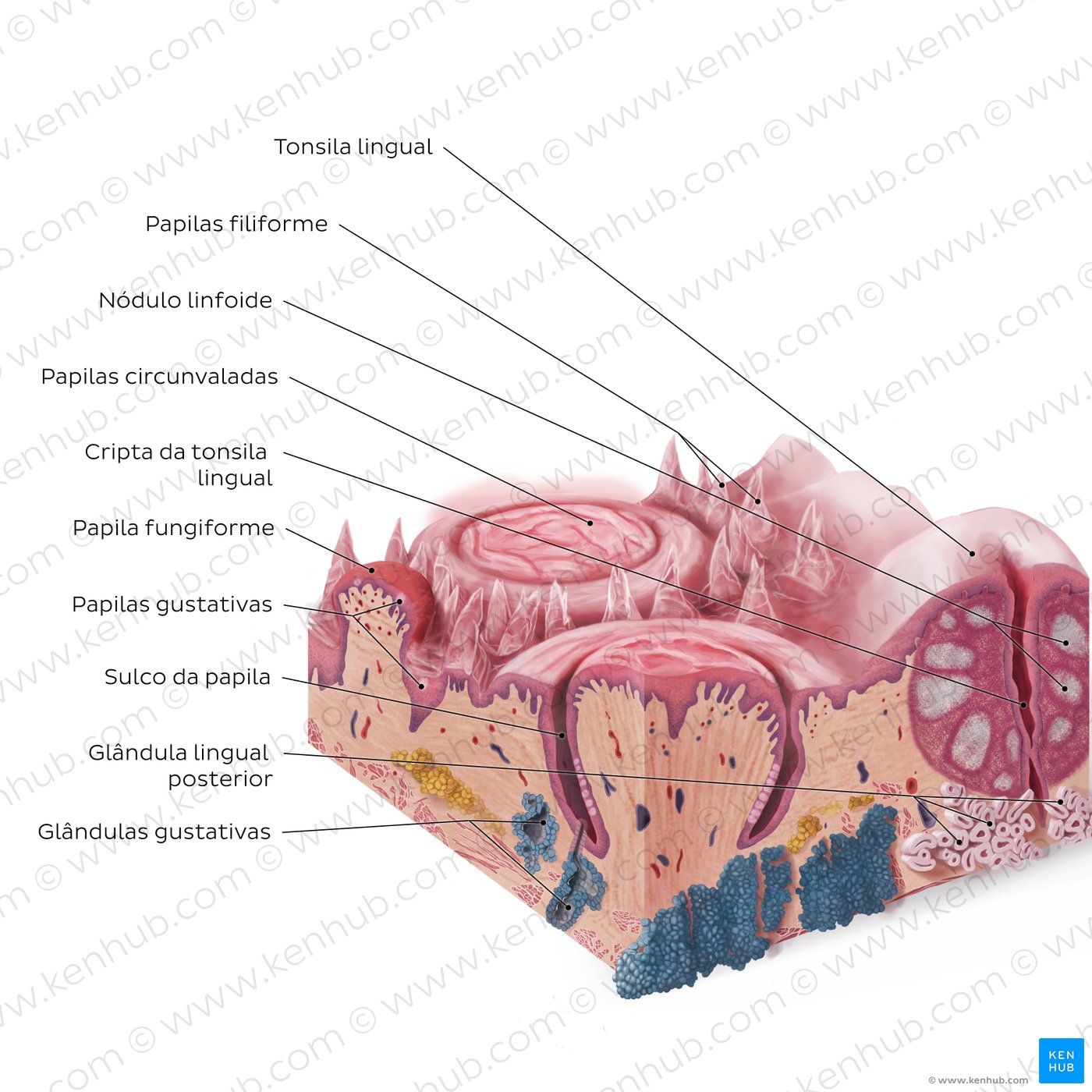 Lingual papillae: medial section