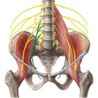 Obturator nerve