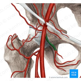 Deep external pudendal artery (Arteria pudenda externa profunda); Image: Rebecca Betts