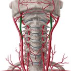Arteria carótida interna