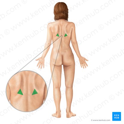 Triangle of auscultation (Trigonum auscultationis); Image: Irina Münstermann