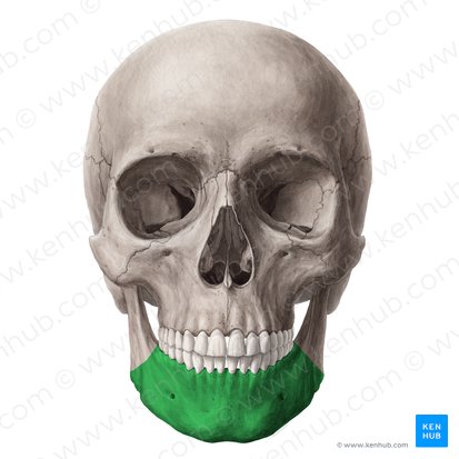 Cuerpo de la mandíbula (Corpus mandibulae); Imagen: Yousun Koh