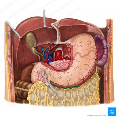 Right gastroomental artery (Arteria gastroomentalis dextra); Image: Irina Münstermann