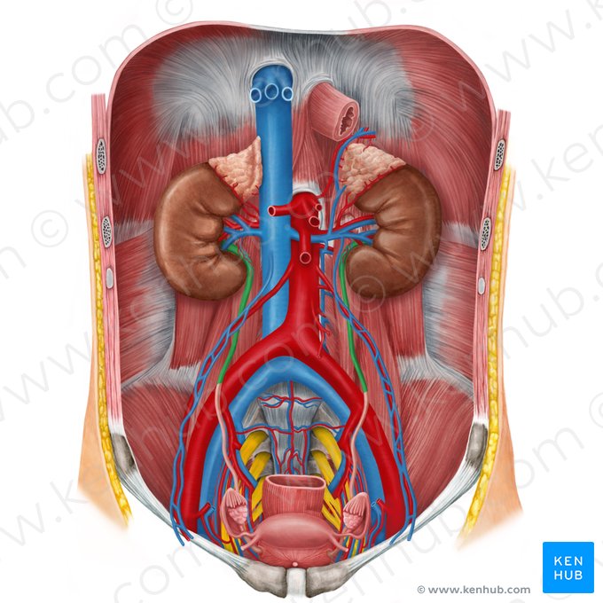 Porção abdominal do ureter (Pars abdominalis ureteris); Imagem: Irina Münstermann