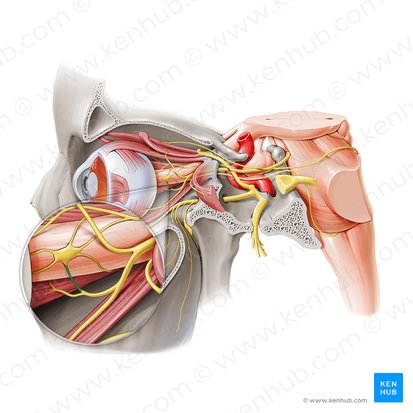 Ramo para el ganglio ciliar del nervio oculomotor (Ramus ganglionicus ciliaris nervi oculomotorii); Imagen: Paul Kim