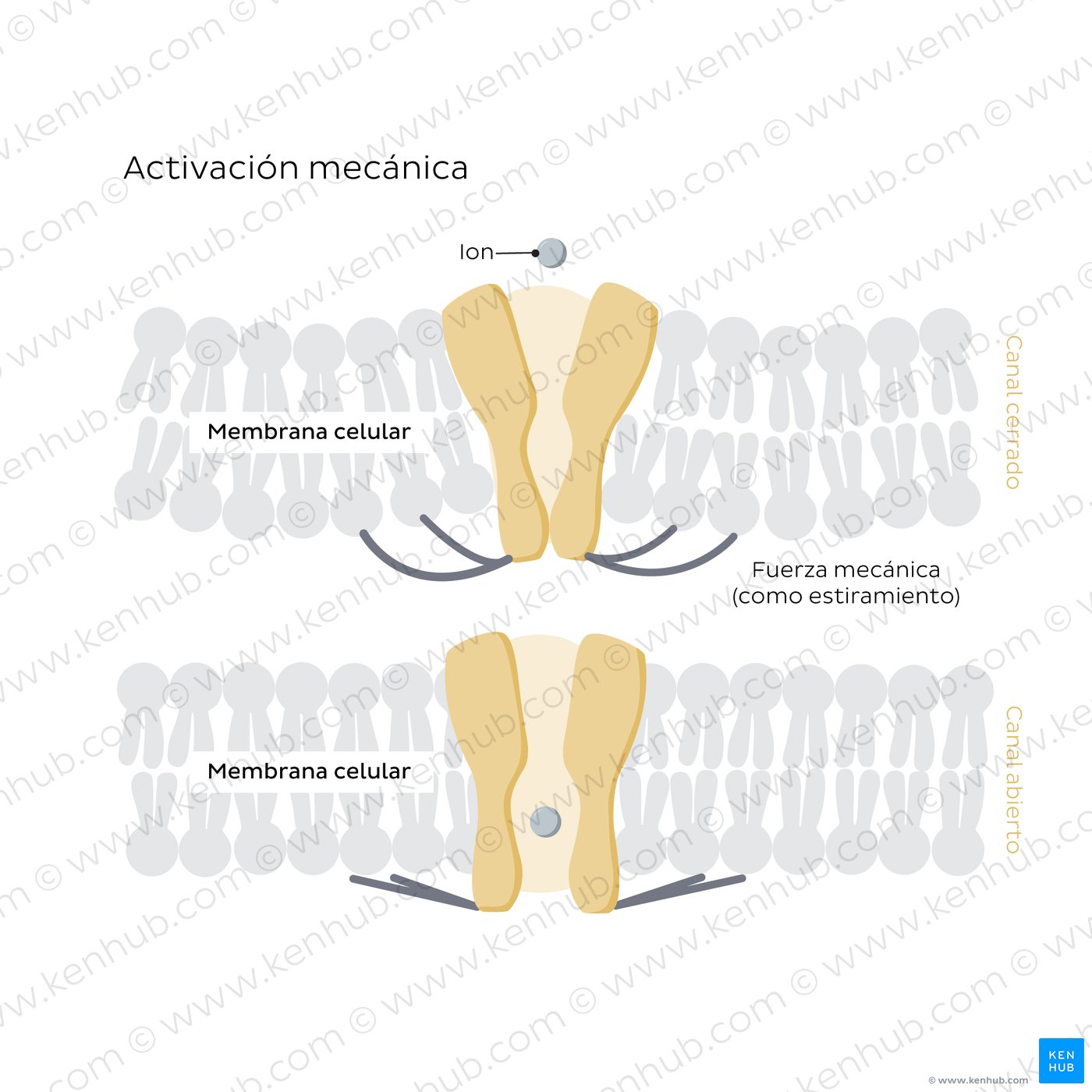 Mechanical-gated ion channels