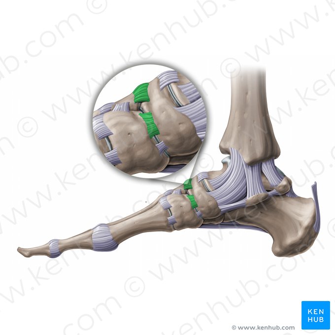 Ligamentos cuneonaviculares dorsales (Ligamenta cuneonavicularia dorsalia); Imagen: Paul Kim