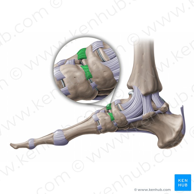 Ligaments cunéonaviculaires dorsaux (Ligamenta cuneonavicularia dorsalia); Image : Paul Kim