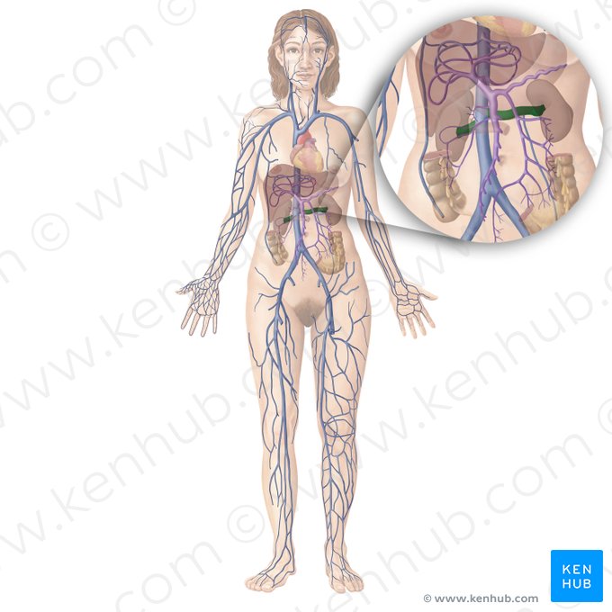 Vena renal (Vena renalis); Imagen: Begoña Rodriguez