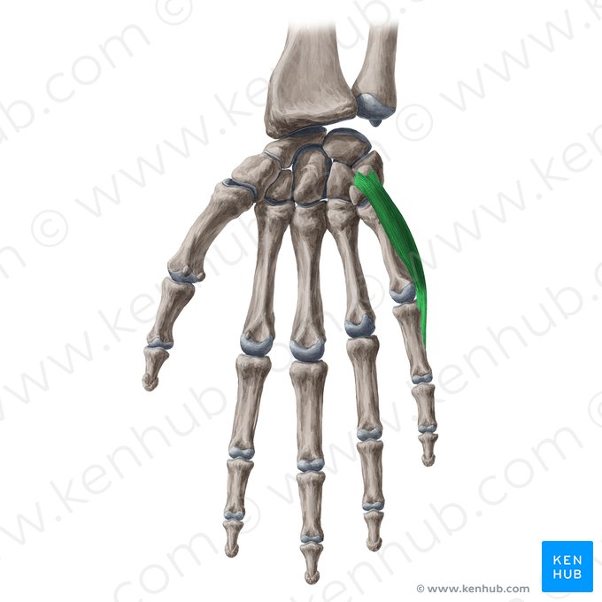 Músculo abdutor do dedo mínimo da mão (Musculus abductor digiti minimi manus); Imagem: Yousun Koh