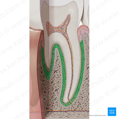 Periodontal ligament (Ligamentum periodontale); Image: Paul Kim