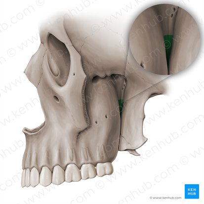 Pterygomaxillary fissure (Fissura pterygomaxillaris); Image: Paul Kim