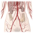 Arteries of abdomen and pelvis