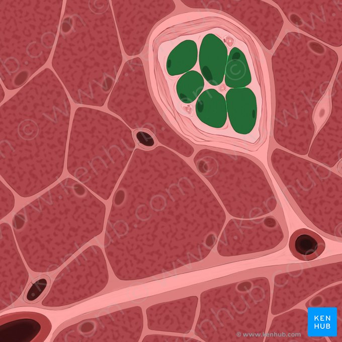 Intrafusal muscle fibers of muscle spindle (Myofibrae intrafusales fusi neuromuscularis); Image: Tal Bavli Ziv