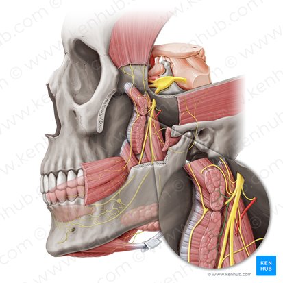 Nerve to lateral pterygoid muscle (Nervus pterygoideus lateralis); Image: Paul Kim