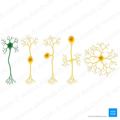 Neurona multipolar (Neuron multipolare); Imagen: Paul Kim
