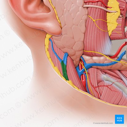 Vena yugular externa (Vena jugularis externa); Imagen: Paul Kim